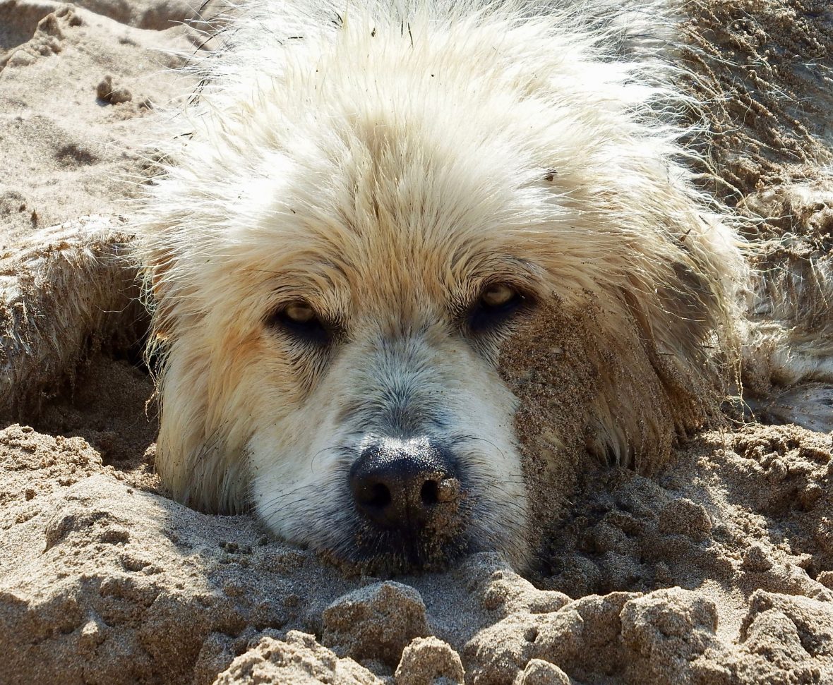 Happy Birthday, Simply Dog&nbsp;Walk!